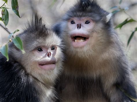 monos chinos